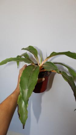 Sadnice - sobne biljke: Chlorophytum  Green orange